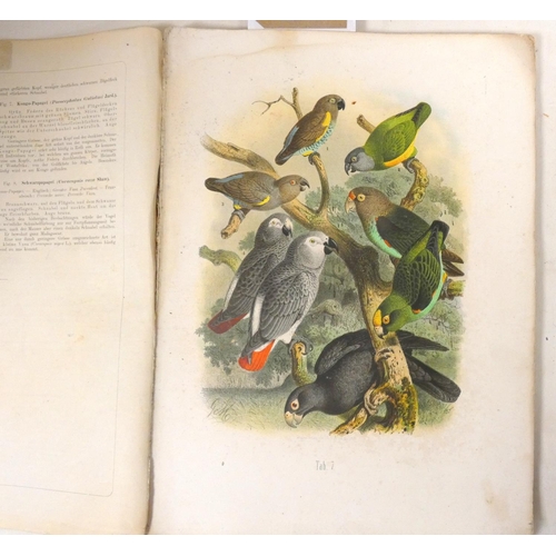 235 - REICHENOW ANTON.  Parrots Of The World or Vogelbilder aus Fernen Zonen. Folio, 36.5cm x 27cm. Disbou... 