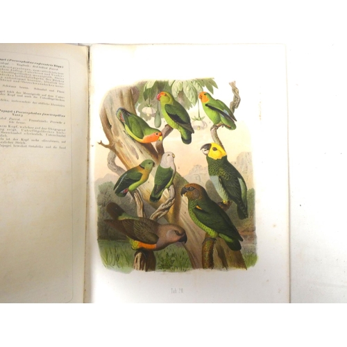 235 - REICHENOW ANTON.  Parrots Of The World or Vogelbilder aus Fernen Zonen. Folio, 36.5cm x 27cm. Disbou... 