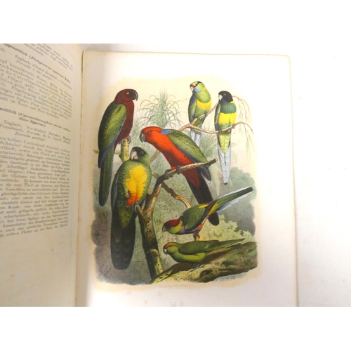 235 - REICHENOW ANTON.  Parrots Of The World or Vogelbilder aus Fernen Zonen. Folio, 36.5cm x 27cm. Disbou... 