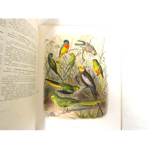 235 - REICHENOW ANTON.  Parrots Of The World or Vogelbilder aus Fernen Zonen. Folio, 36.5cm x 27cm. Disbou... 