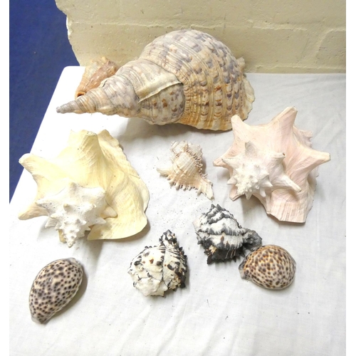 Lot 24        