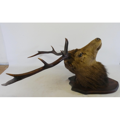 Taxidermy Interest - Victorian ten-point red deer stag head (cervus ...