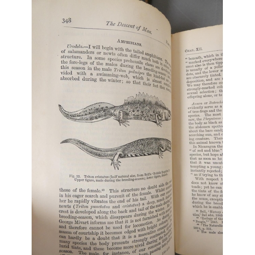 56 - <strong>DARWIN CHARLES.  </strong>The Descent of Man. Half title. Eng. illus. Orig. green cloth. 2nd...