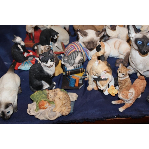 78 - Siamese cat models.