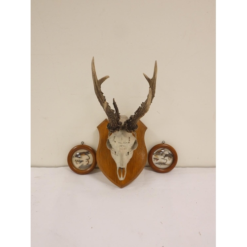 Taxidermy - An early 20th juvenile male Roe buck skull mounted to a ...