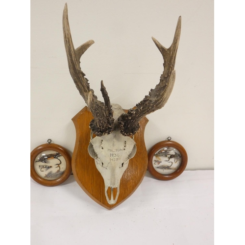 Taxidermy - An early 20th juvenile male Roe buck skull mounted to a ...