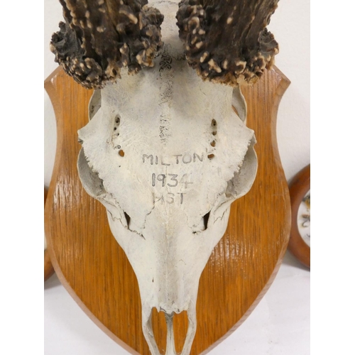Taxidermy - An early 20th juvenile male Roe buck skull mounted to a ...