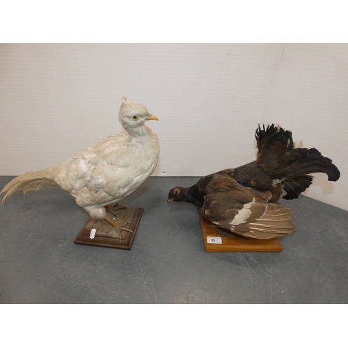 55 - Two taxidermy game birds, pre-1947, to include a grouse and a white pheasant, both on later plinth s...
