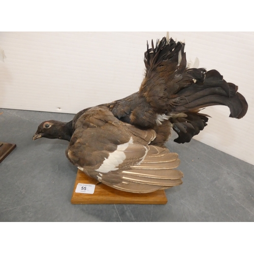 55 - Two taxidermy game birds, pre-1947, to include a grouse and a white pheasant, both on later plinth s...