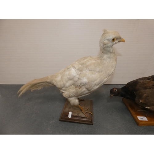 55 - Two taxidermy game birds, pre-1947, to include a grouse and a white pheasant, both on later plinth s...