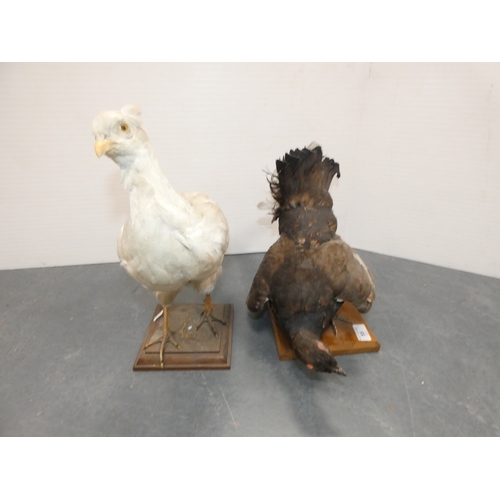 55 - Two taxidermy game birds, pre-1947, to include a grouse and a white pheasant, both on later plinth s...