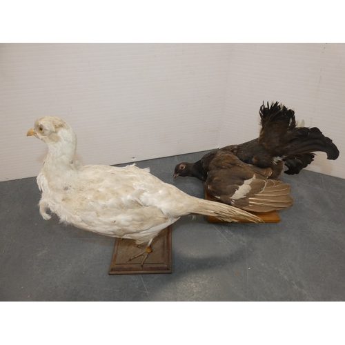 55 - Two taxidermy game birds, pre-1947, to include a grouse and a white pheasant, both on later plinth s...