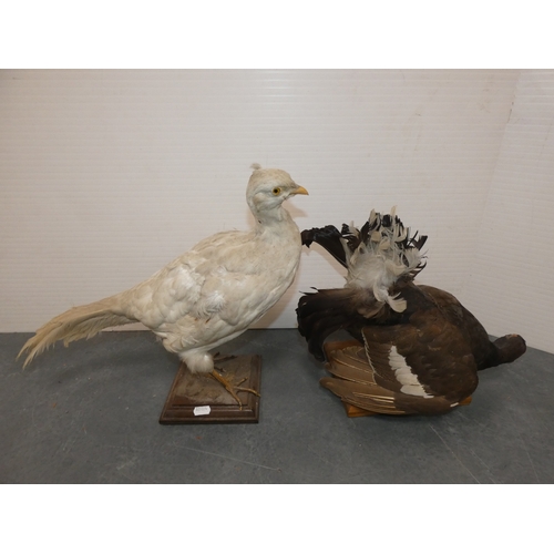 55 - Two taxidermy game birds, pre-1947, to include a grouse and a white pheasant, both on later plinth s...