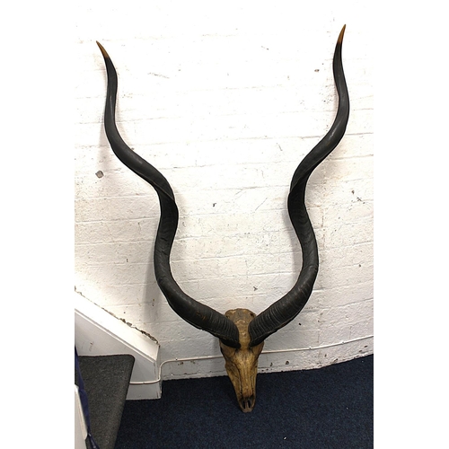 565 - Taxidermy and Natural History interest, a large set of Greater Kudu (Tragelaphus Strepsiceros) horns... 
