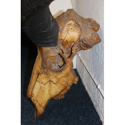 565 - Taxidermy and Natural History interest, a large set of Greater Kudu (Tragelaphus Strepsiceros) horns... 
