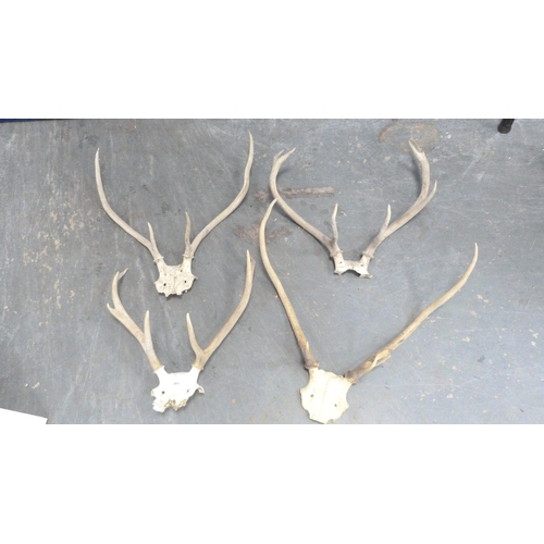 389 - Four sets of taxidermy antlers.