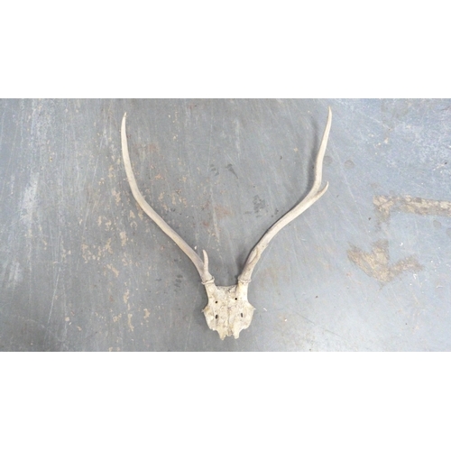 389 - Four sets of taxidermy antlers.