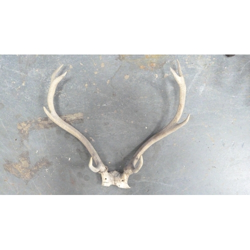 389 - Four sets of taxidermy antlers.