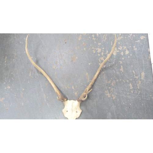 389 - Four sets of taxidermy antlers.