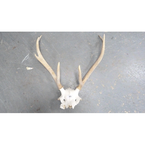 389 - Four sets of taxidermy antlers.