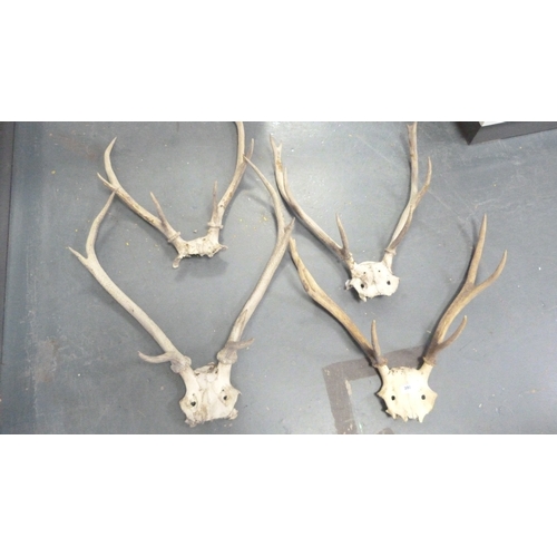 390 - Four sets of taxidermy antlers.