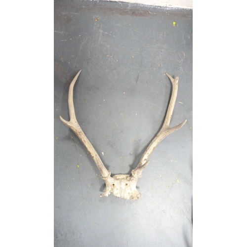 390 - Four sets of taxidermy antlers.