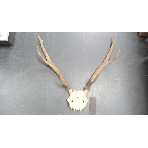 390 - Four sets of taxidermy antlers.