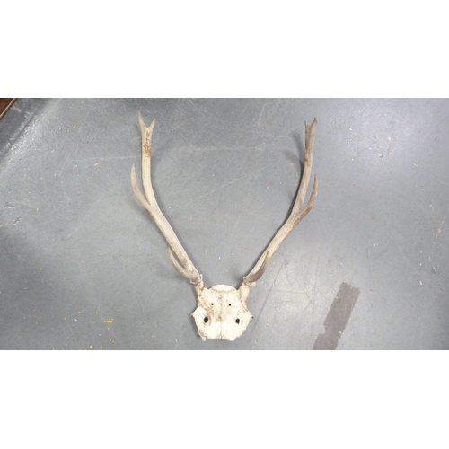 390 - Four sets of taxidermy antlers.