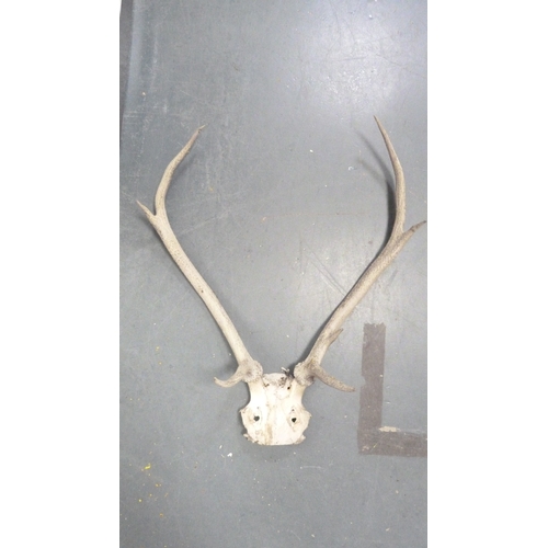 390 - Four sets of taxidermy antlers.