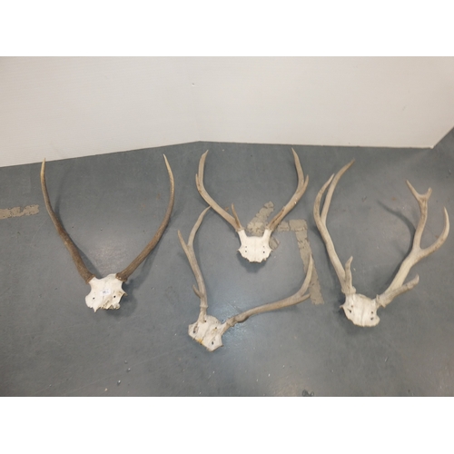 Lot 56        