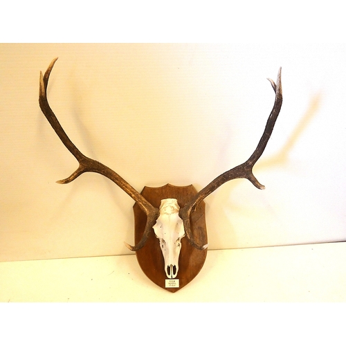 Lot 50        