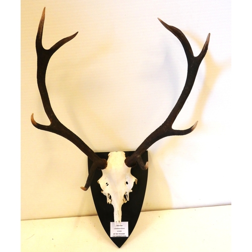 Lot 52        