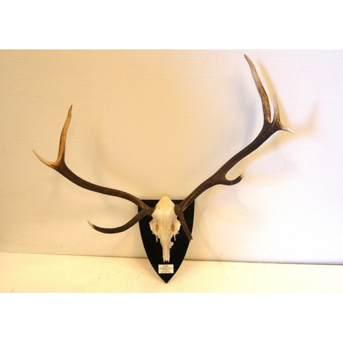 Lot 53        