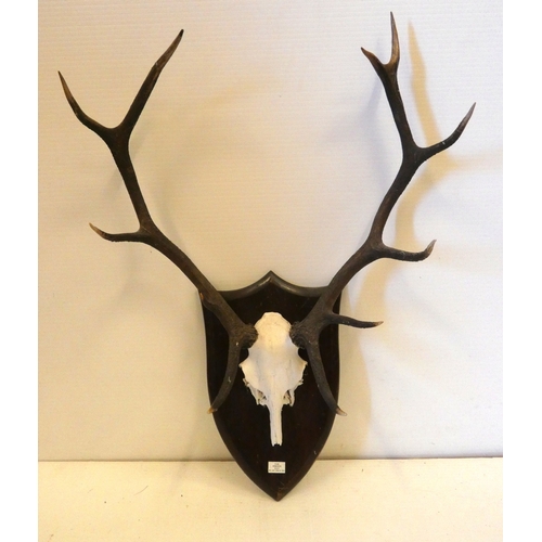54 - Set of taxidermy deer antlers with skull, on a shield shaped wall hanging plinth, provenance to reve... 