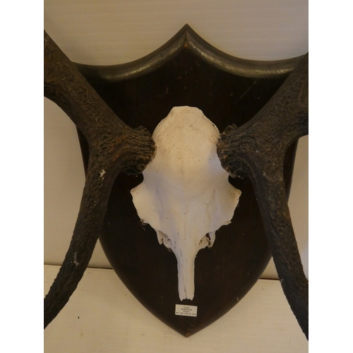 54 - Set of taxidermy deer antlers with skull, on a shield shaped wall hanging plinth, provenance to reve... 