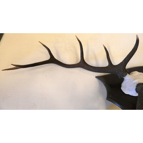 54 - Set of taxidermy deer antlers with skull, on a shield shaped wall hanging plinth, provenance to reve... 