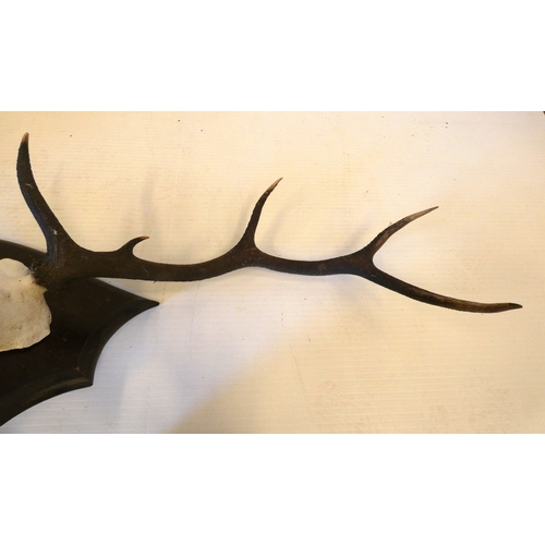 54 - Set of taxidermy deer antlers with skull, on a shield shaped wall hanging plinth, provenance to reve... 