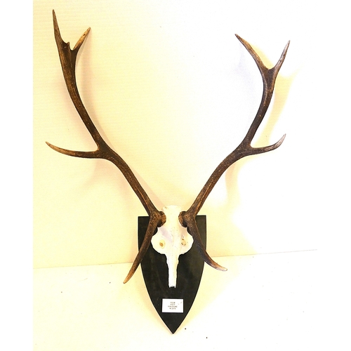 55 - Set of taxidermy deer antlers with skull, on a shield shaped wall hanging plinth, provenance to reve... 