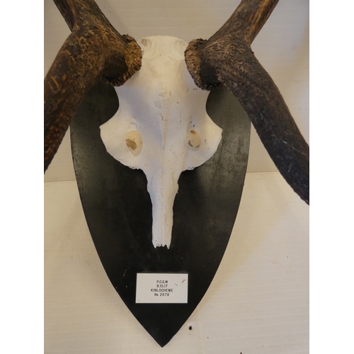 55 - Set of taxidermy deer antlers with skull, on a shield shaped wall hanging plinth, provenance to reve... 