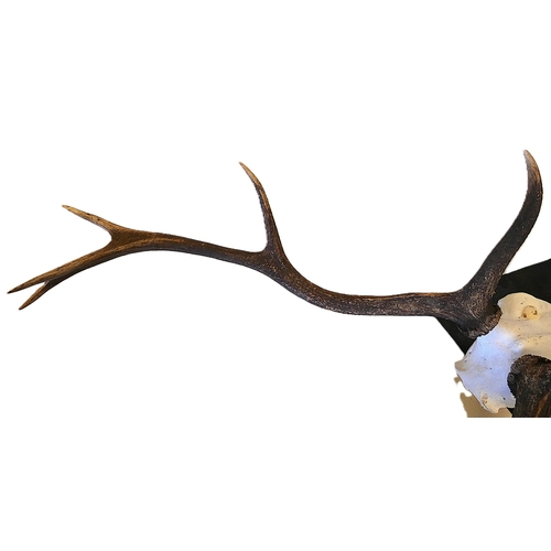 55 - Set of taxidermy deer antlers with skull, on a shield shaped wall hanging plinth, provenance to reve... 