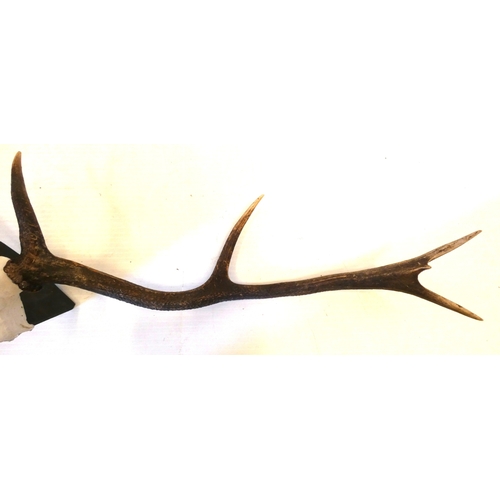 55 - Set of taxidermy deer antlers with skull, on a shield shaped wall hanging plinth, provenance to reve... 