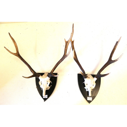 56 - Two sets of taxidermy deer antlers with skulls, on shield shaped wall hanging plinths, provenance to... 