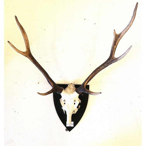 56 - Two sets of taxidermy deer antlers with skulls, on shield shaped wall hanging plinths, provenance to... 