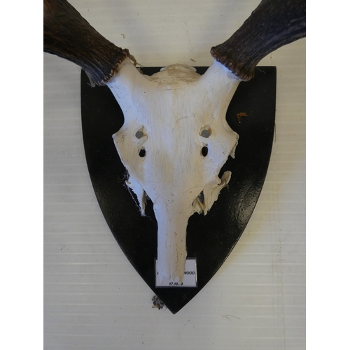 56 - Two sets of taxidermy deer antlers with skulls, on shield shaped wall hanging plinths, provenance to... 