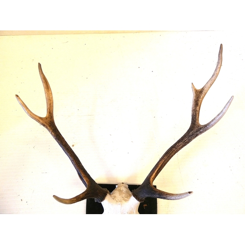 56 - Two sets of taxidermy deer antlers with skulls, on shield shaped wall hanging plinths, provenance to... 