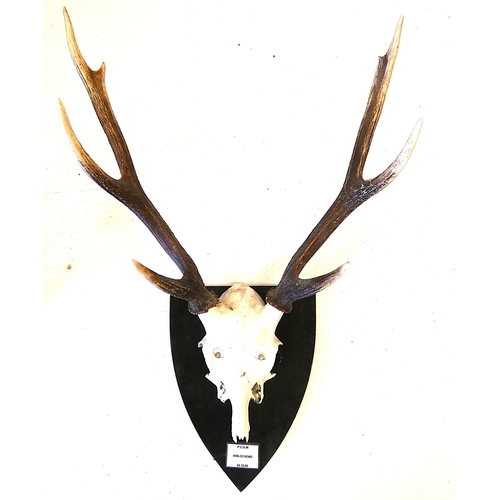 56 - Two sets of taxidermy deer antlers with skulls, on shield shaped wall hanging plinths, provenance to... 