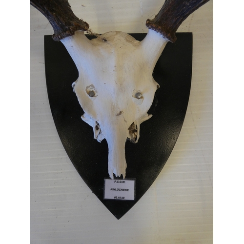 56 - Two sets of taxidermy deer antlers with skulls, on shield shaped wall hanging plinths, provenance to... 