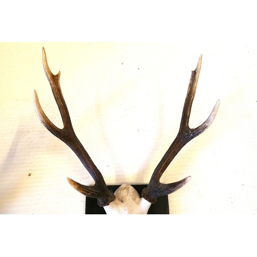 56 - Two sets of taxidermy deer antlers with skulls, on shield shaped wall hanging plinths, provenance to... 