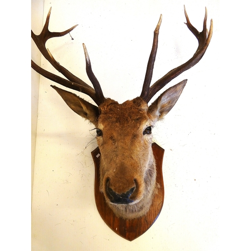 62 - Taxidermy stags head with antlers on shield shaped wall hanging plinth.