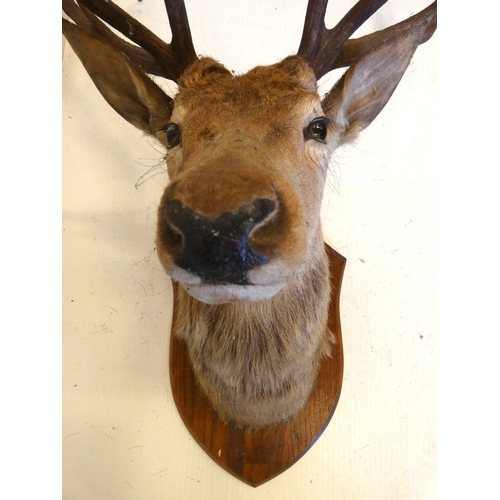 62 - Taxidermy stags head with antlers on shield shaped wall hanging plinth.